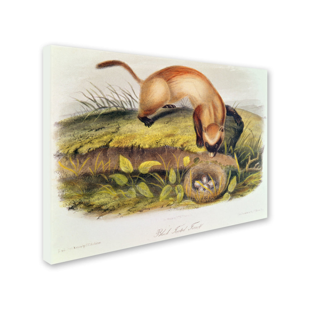 John James Audubon Black-Footed Ferret Canvas Art 18 x 24 Image 2