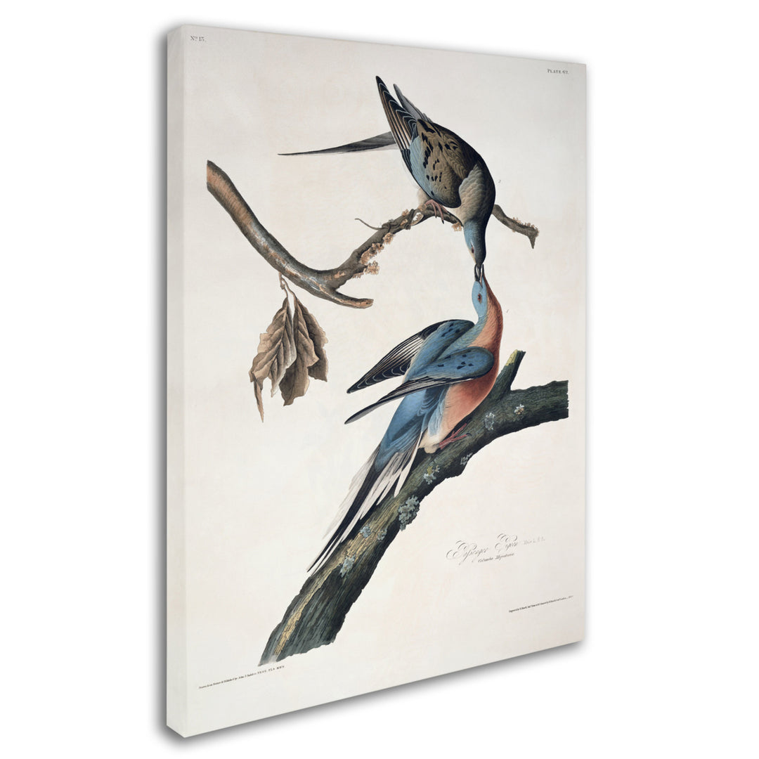 John James Audubon Passenger Pigeon Canvas Art 18 x 24 Image 2