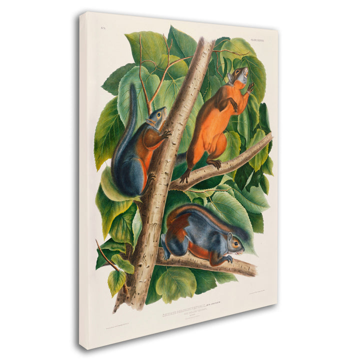 John James Audubon Red-Bellied Squirrel Canvas Art 18 x 24 Image 2