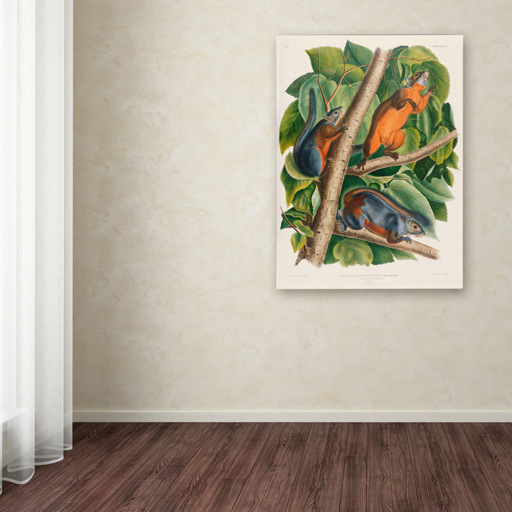 John James Audubon Red-Bellied Squirrel Canvas Art 18 x 24 Image 3