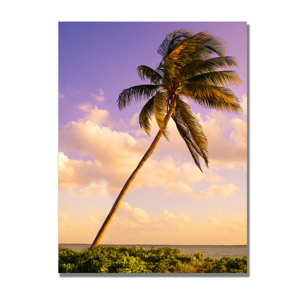 Preston Lone Palm Canvas Art 18 x 24 Image 1
