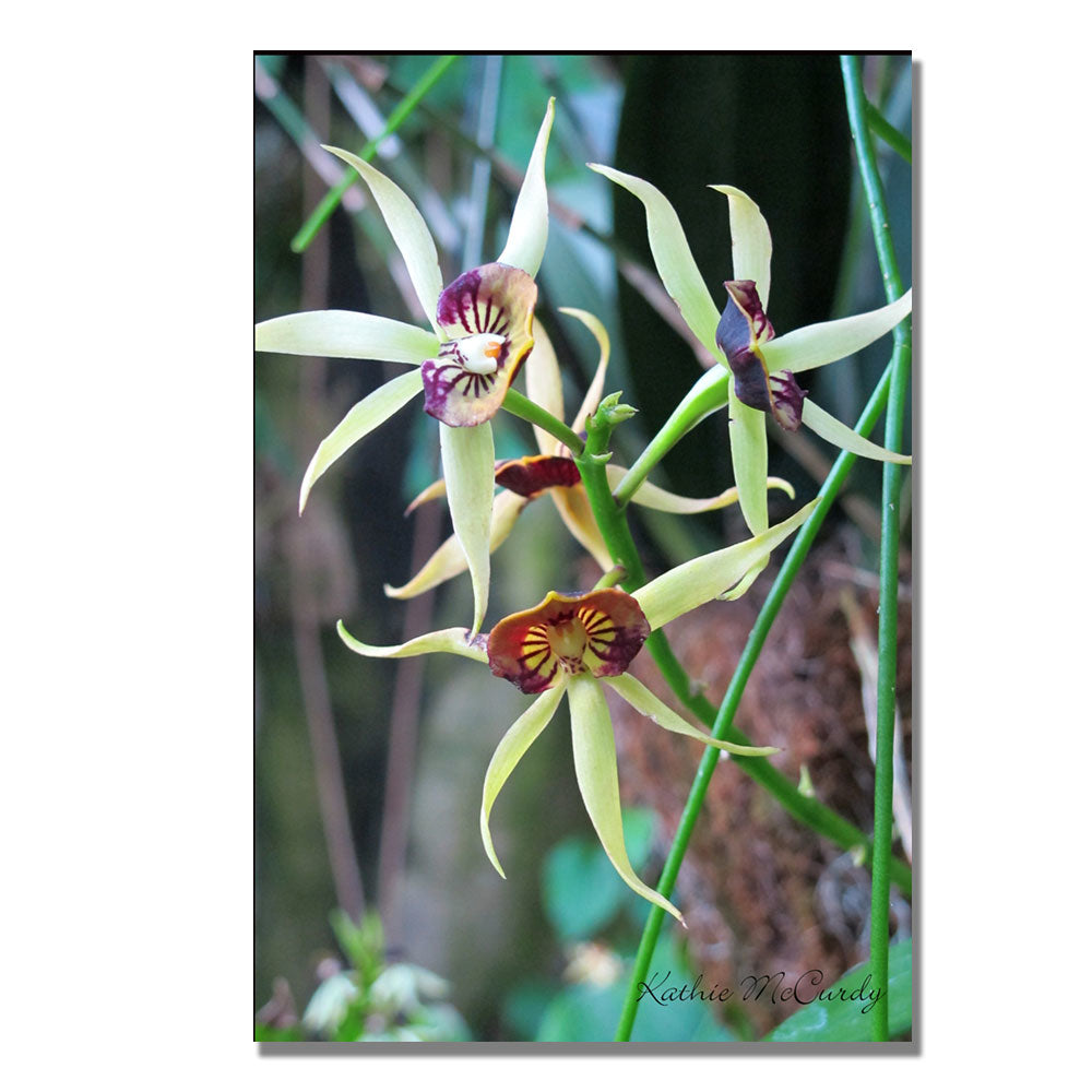 Kathie McCurdy Orchids Canvas Art 18 x 24 Image 1