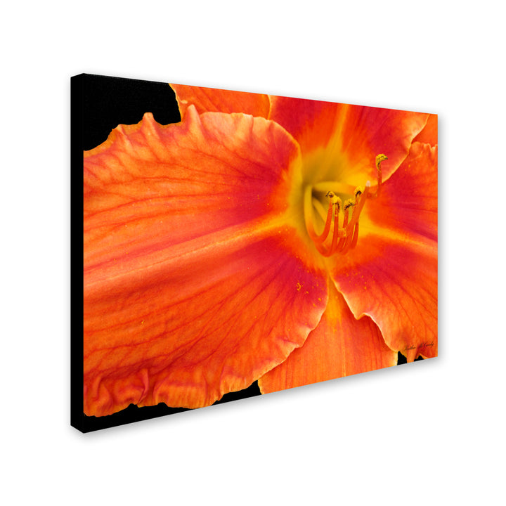 Kathie McCurdy Orange Day Lily Canvas Art 18 x 24 Image 2