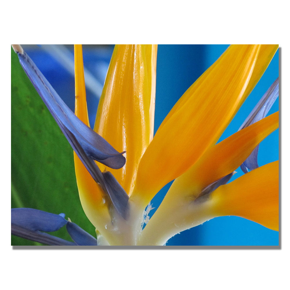 Kathie McCurdy Bird of Paradise Canvas Art 18 x 24 Image 1