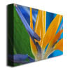 Kathie McCurdy Bird of Paradise Canvas Art 18 x 24 Image 2