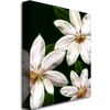 Kathie McCurdy White Clematis Canvas Art 18 x 24 Image 2