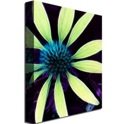 Kathie McCurdy Lime Green Coneflower Canvas Art 18 x 24 Image 3