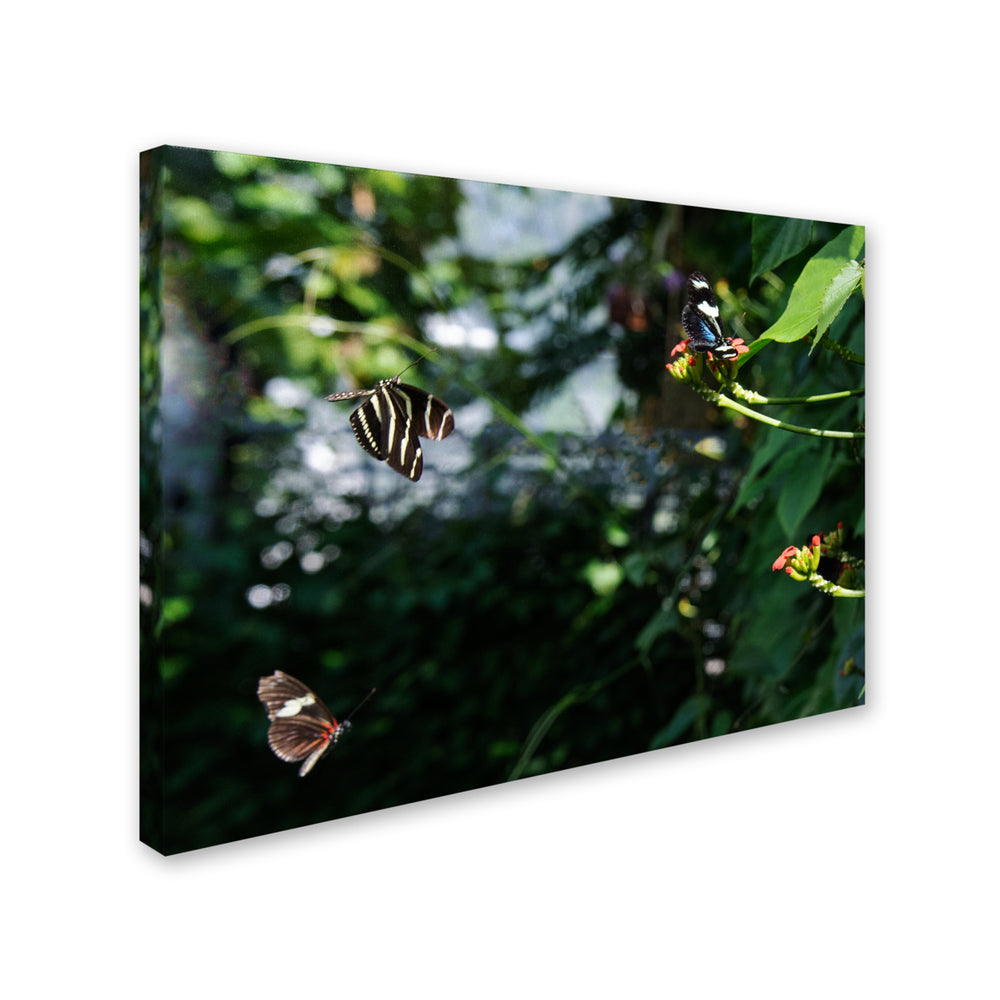 Kurt Shaffer Butterflies in Flight Canvas Art 18 x 24 Image 2