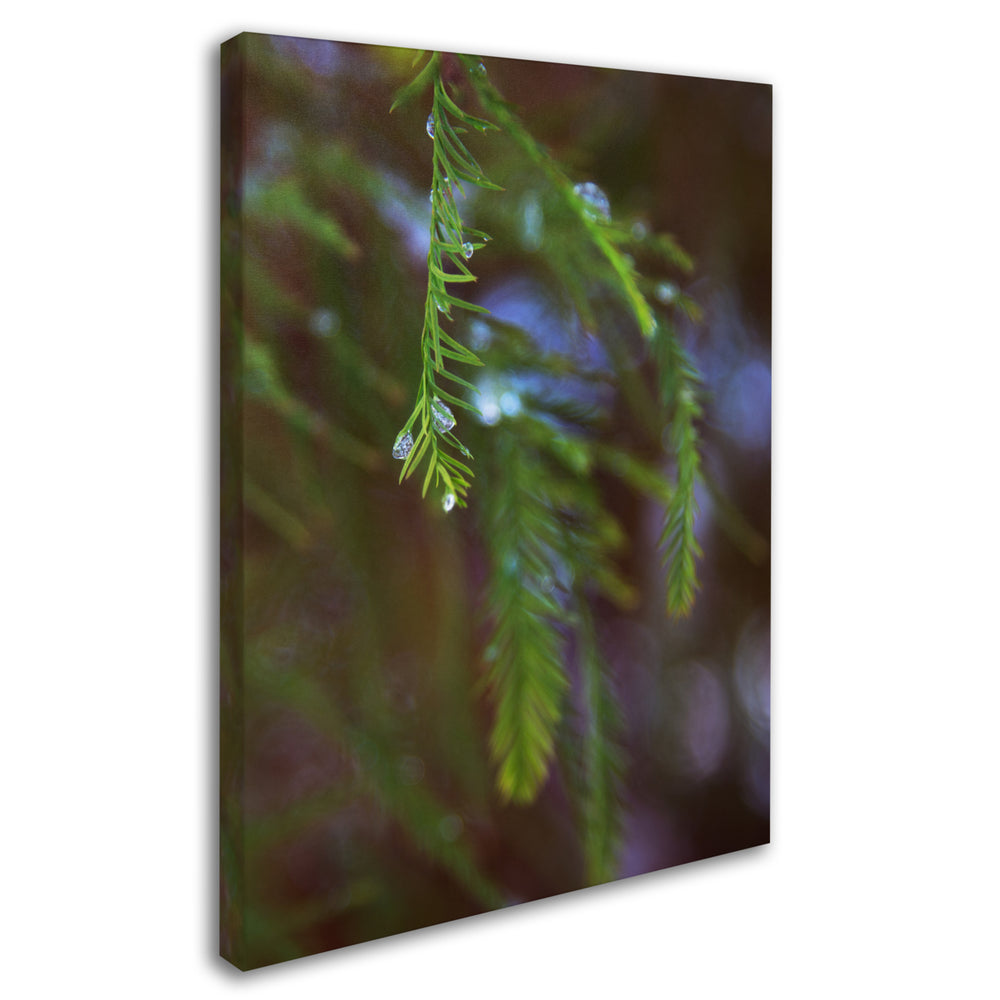 Kurt Shaffer Ice Droplets on Redwood Tree Foliage Canvas Art 18 x 24 Image 2