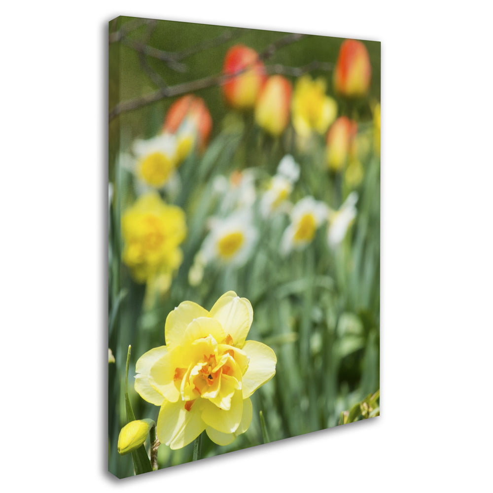 Kurt Shaffer Double Headed Daffodil Canvas Art 18 x 24 Image 2