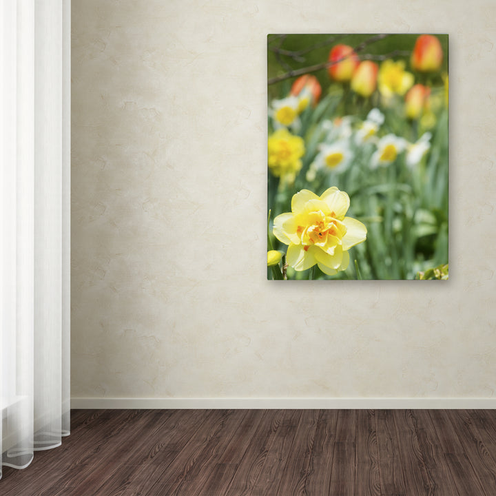 Kurt Shaffer Double Headed Daffodil Canvas Art 18 x 24 Image 3