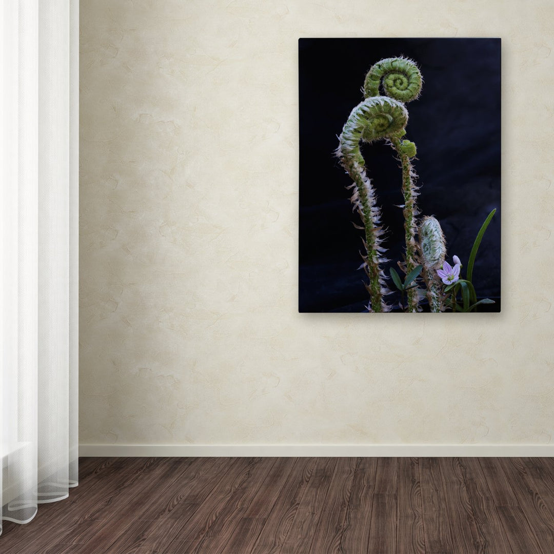 Kurt Shaffer Fern and Flower Canvas Art 18 x 24 Image 3