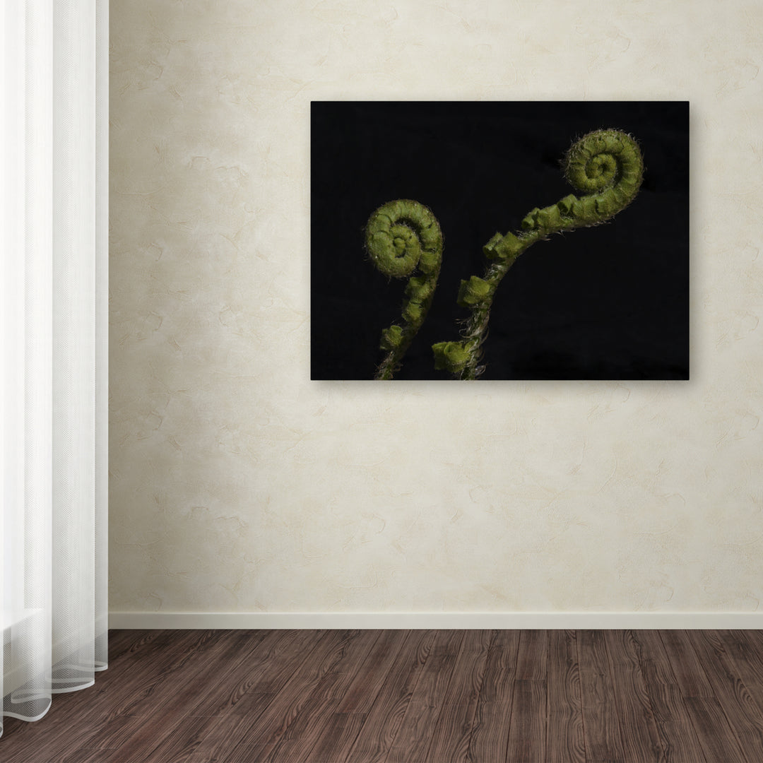 Kurt Shaffer Twin Fern Fronds Canvas Art 18 x 24 Image 3