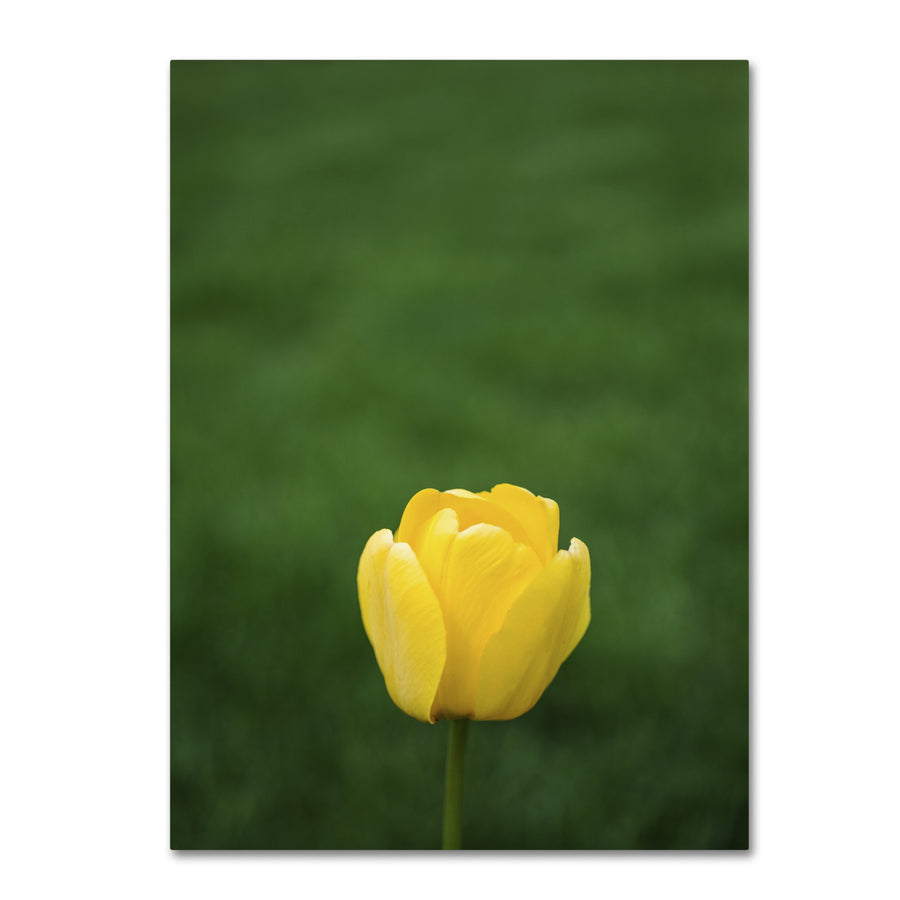 Kurt Shaffer A Lone Yellow Tulip Canvas Art 18 x 24 Image 1