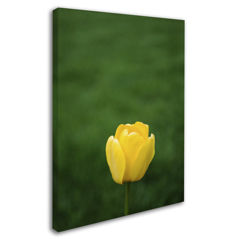 Kurt Shaffer A Lone Yellow Tulip Canvas Art 18 x 24 Image 2