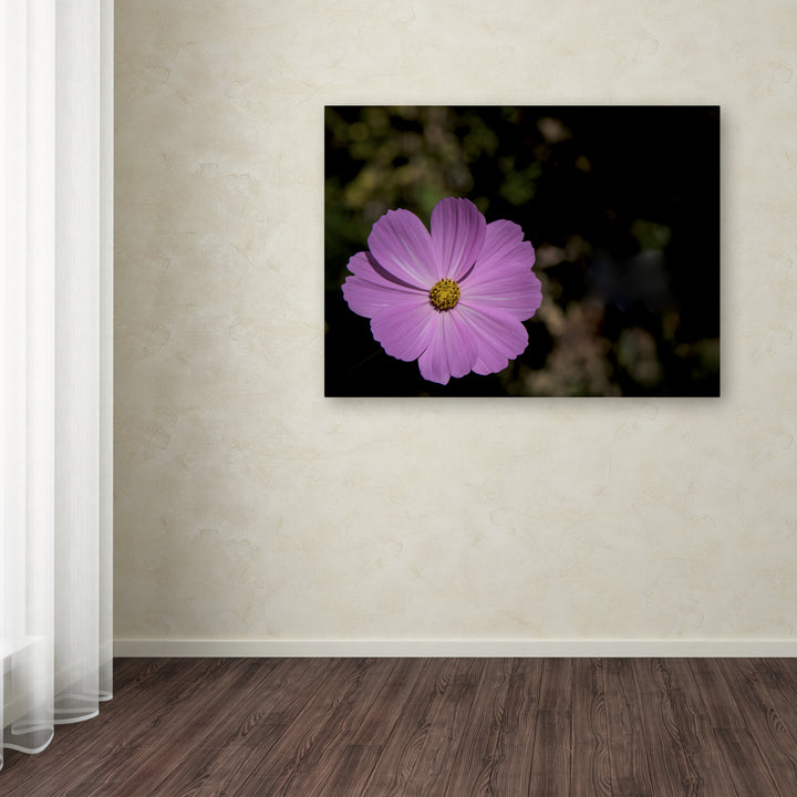 Kurt Shaffer Pink Cosmos Flower Canvas Art 18 x 24 Image 3