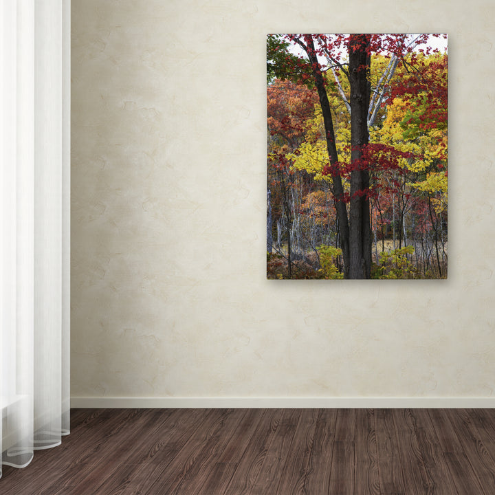 Kurt Shaffer Incredible Shades of Autumn Canvas Art 18 x 24 Image 3