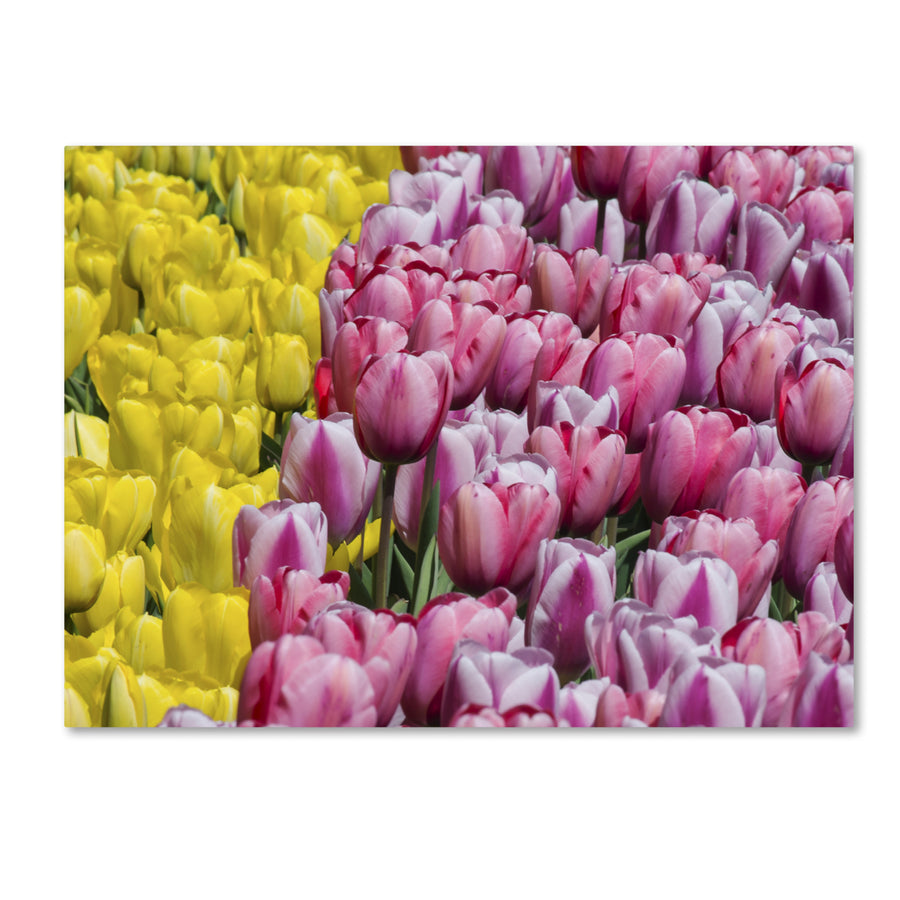 Kurt Shaffer Tulip Heaven Canvas Art 18 x 24 Image 1