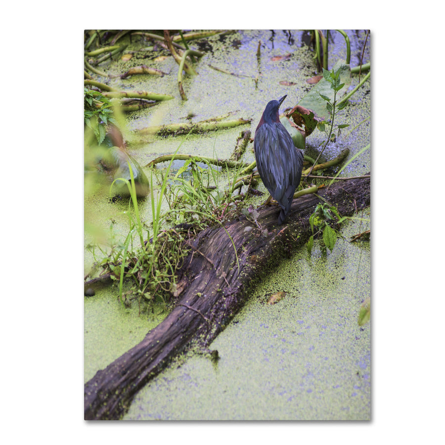 Kurt Shaffer Green Heron II Canvas Art 18 x 24 Image 1