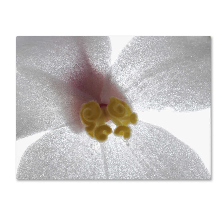 Kurt Shaffer Escargo Begonia Flower Canvas Art 18 x 24 Image 1