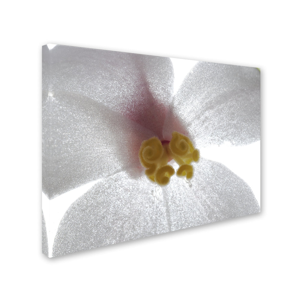 Kurt Shaffer Escargo Begonia Flower Canvas Art 18 x 24 Image 2