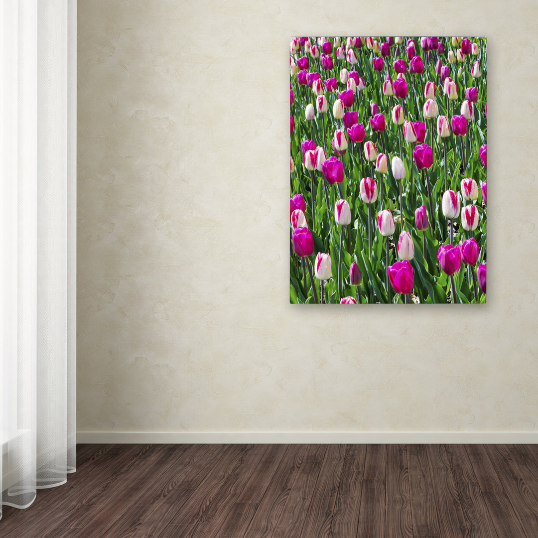 Kurt Shaffer Tulips Canvas Art 18 x 24 Image 3
