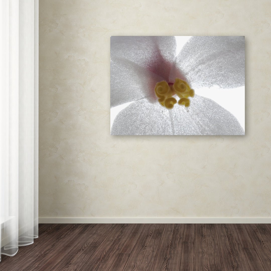 Kurt Shaffer Escargo Begonia Flower Canvas Art 18 x 24 Image 3