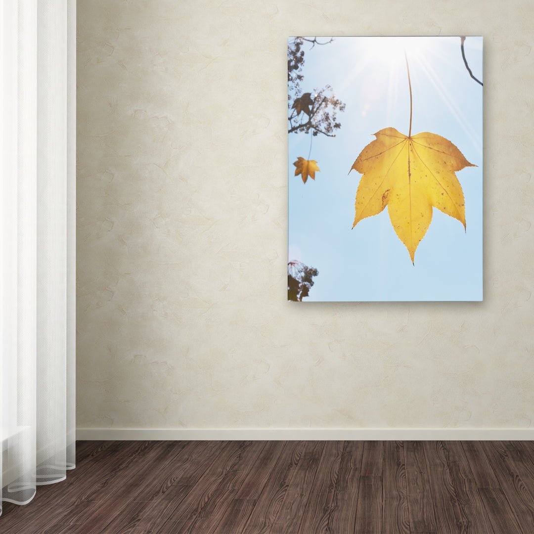 Kurt Shaffer Autumn Leaf in the Sun Canvas Art 18 x 24 Image 3