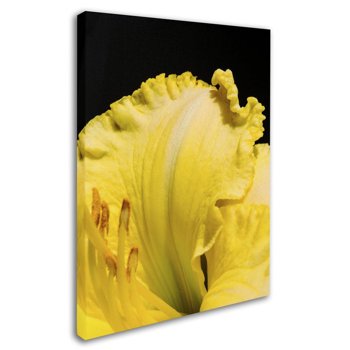 Kurt Shaffer Day Lily Abstract Canvas Art 18 x 24 Image 2