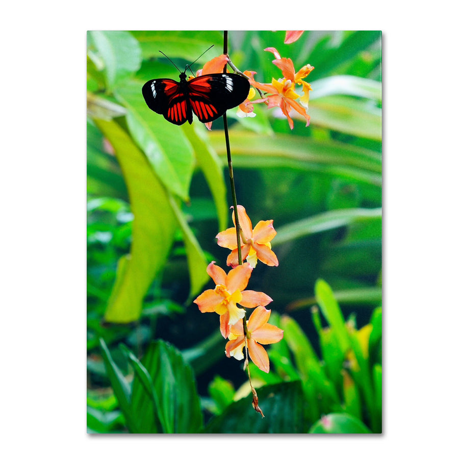 Kurt Shaffer Hecale Longwing on Orchid Canvas Art 18 x 24 Image 1