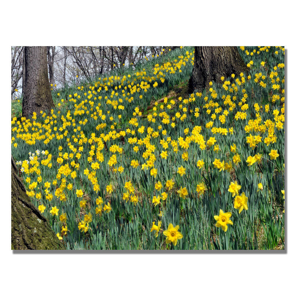 Kurt Shaffer Hillside of Daffodils Canvas Art 18 x 24 Image 1