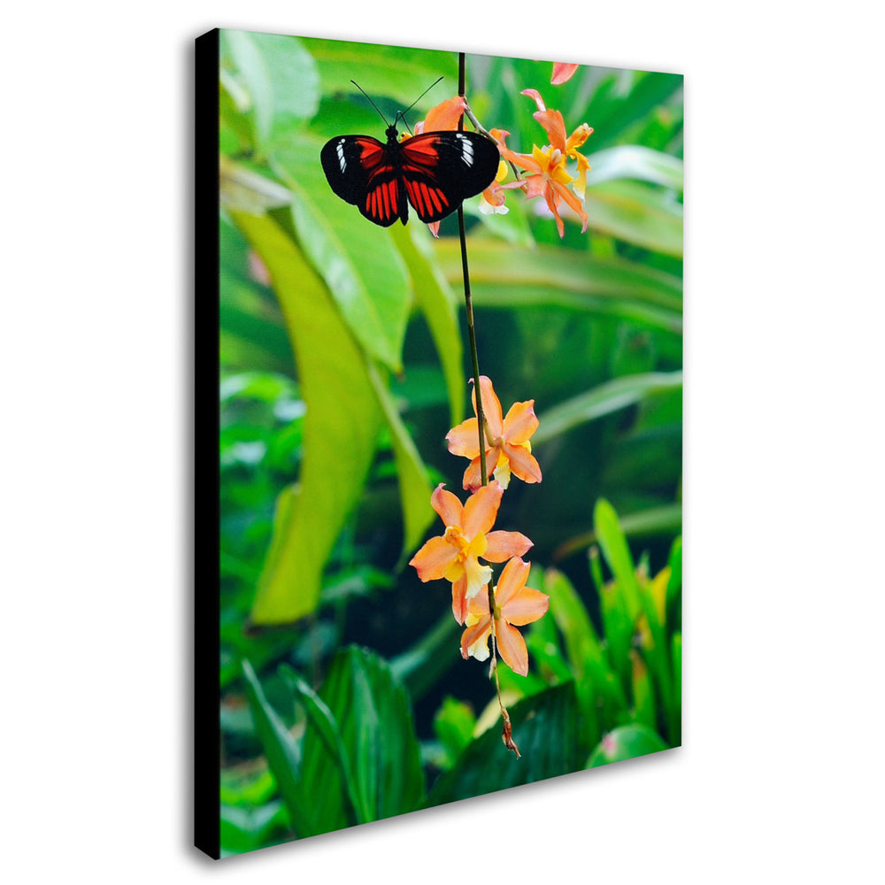 Kurt Shaffer Hecale Longwing on Orchid Canvas Art 18 x 24 Image 2