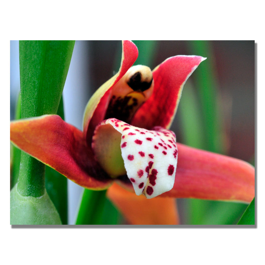 Kurt Shaffer Little Red Orchid Canvas Art 18 x 24 Image 1