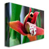 Kurt Shaffer Little Red Orchid Canvas Art 18 x 24 Image 2