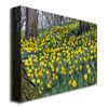 Kurt Shaffer Hillside of Daffodils Canvas Art 18 x 24 Image 2