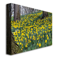 Kurt Shaffer Hillside of Daffodils Canvas Art 18 x 24 Image 3