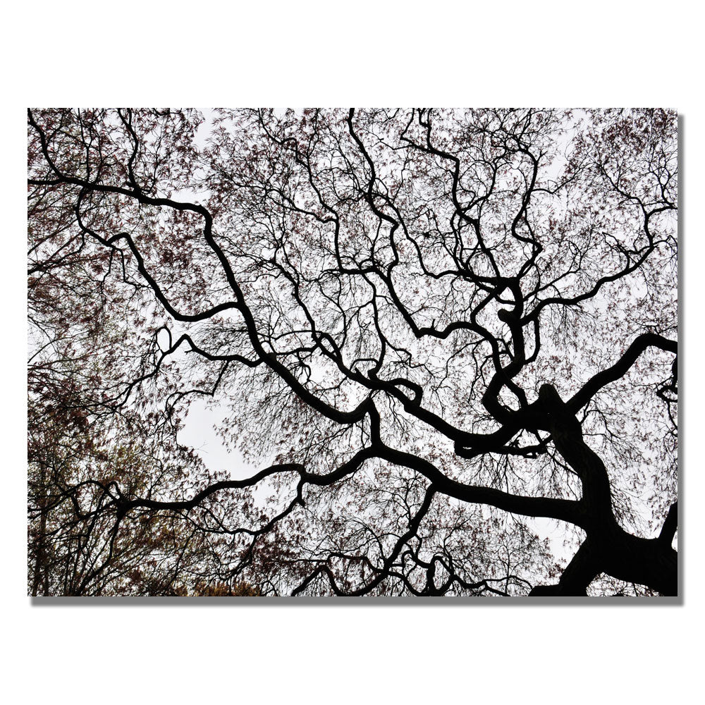 Kurt Shaffer Japanese Maple Spring Abstract II Canvas Art 18 x 24 Image 1