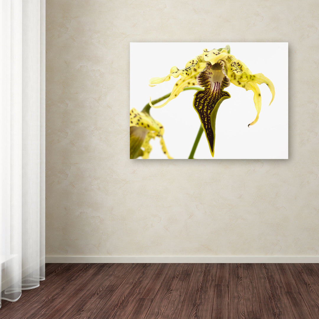 Kurt Shaffer Wild Looking Orchid Canvas Art 18 x 24 Image 3