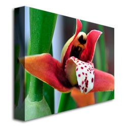 Kurt Shaffer Little Red Orchid Canvas Art 18 x 24 Image 3
