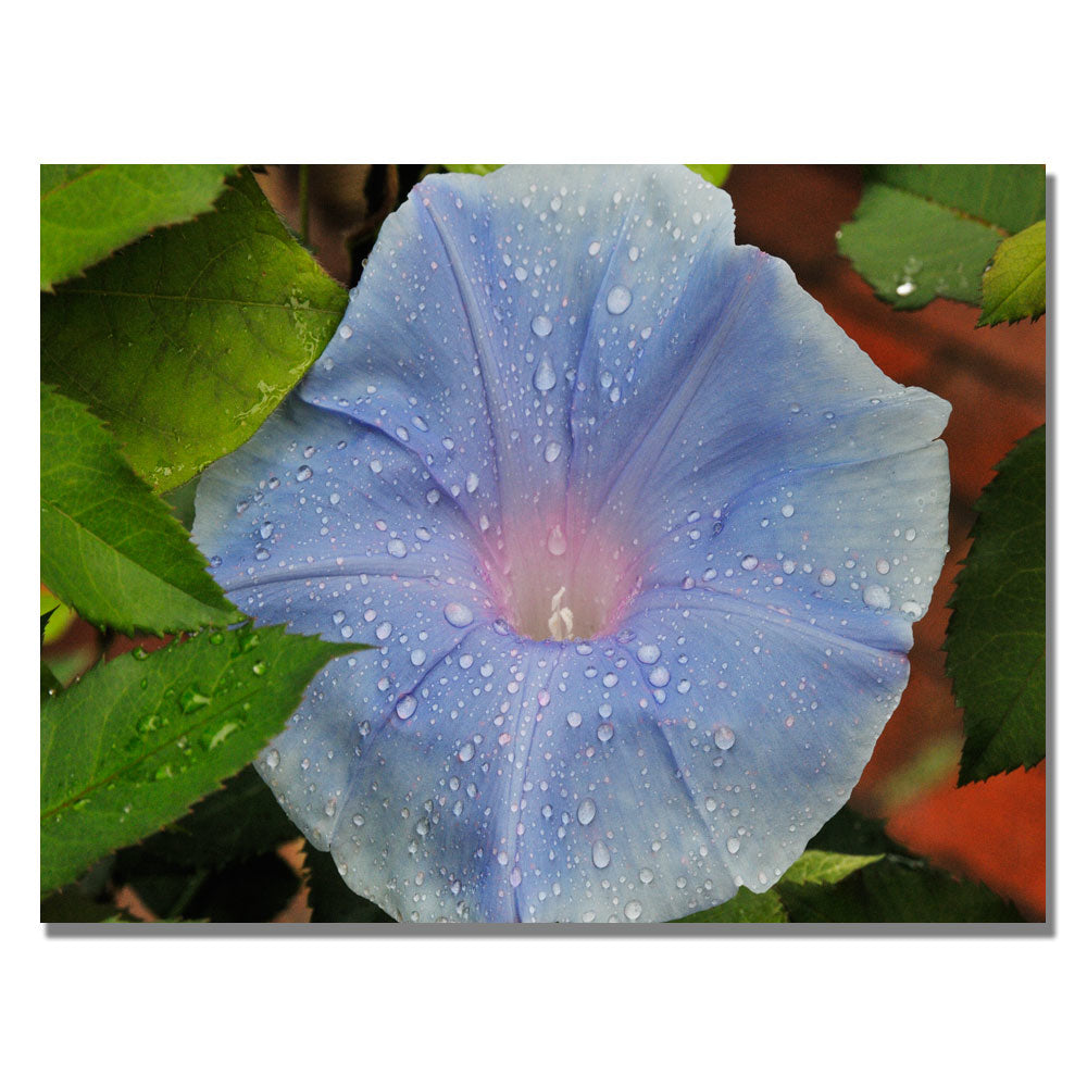 Kurt Shaffer Morning Glory Rain Drops Canvas Art 18 x 24 Image 1