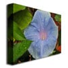 Kurt Shaffer Morning Glory Rain Drops Canvas Art 18 x 24 Image 2