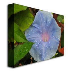 Kurt Shaffer Morning Glory Rain Drops Canvas Art 18 x 24 Image 3