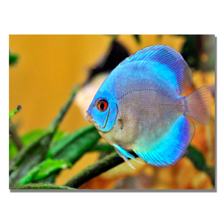 Kurt Shaffer One Blue Fish Canvas Art 18 x 24 Image 1