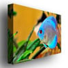 Kurt Shaffer One Blue Fish Canvas Art 18 x 24 Image 2