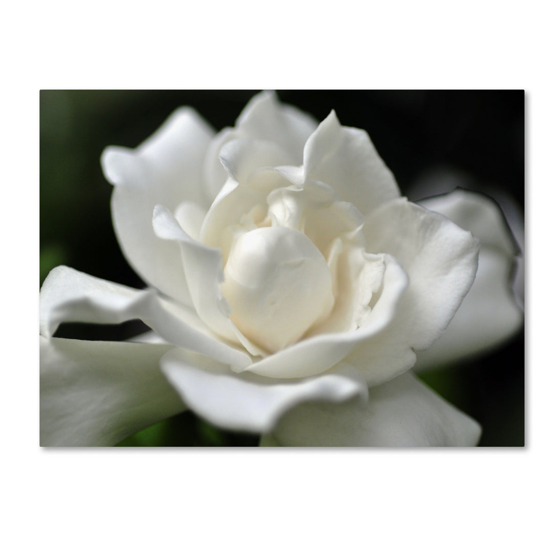 Kurt Shaffer Lovely Gardenia Canvas Art 18 x 24 Image 1