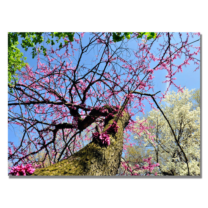 Kurt Shaffer Spring up the Redbud Canvas Art 18 x 24 Image 1