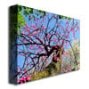 Kurt Shaffer Spring up the Redbud Canvas Art 18 x 24 Image 2