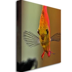 Kurt Shaffer Talking with a Fish Canvas Art 18 x 24 Image 3