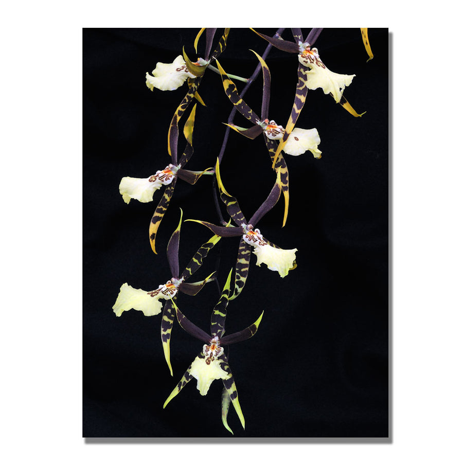 Kurt Shaffer Spider Orchid on Black Canvas Art 18 x 24 Image 1