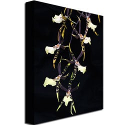 Kurt Shaffer Spider Orchid on Black Canvas Art 18 x 24 Image 3